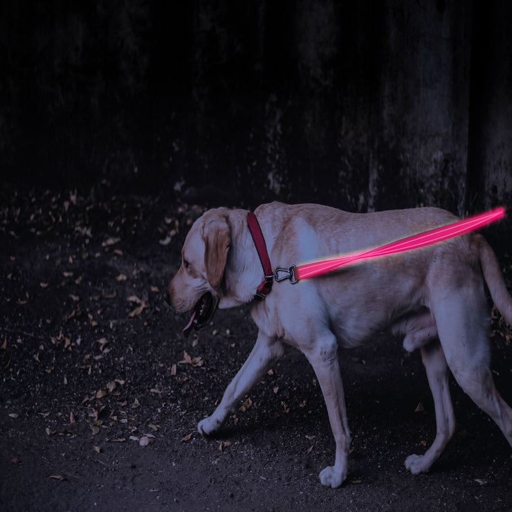 Blue LED Rechargeable Dog Leash