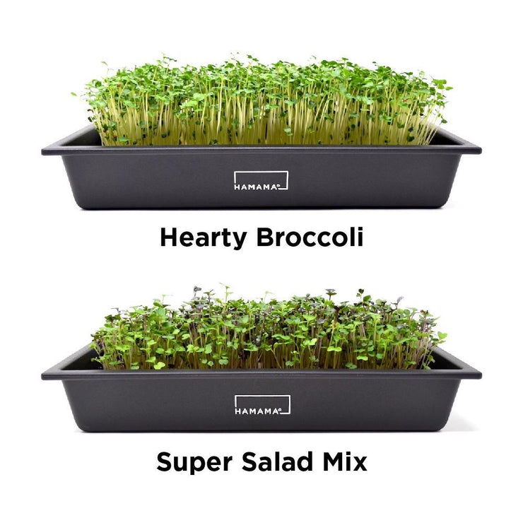 Hamama Microgreens Kit with Bamboo Frame