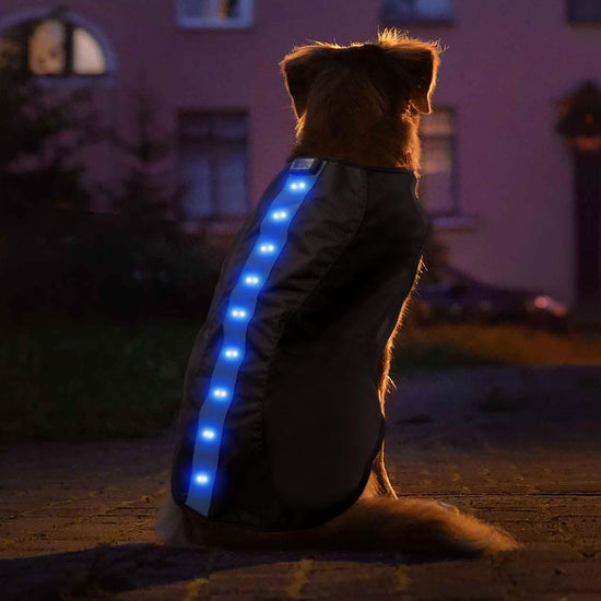 Medium Blue LED Rechargeable Dog Vest