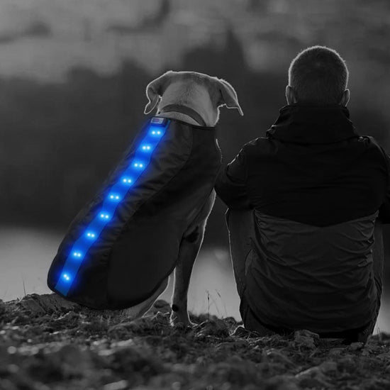 Small Blue LED Rechargeable Dog Vest