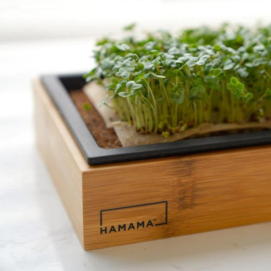 Hamama Microgreens Kit with Bamboo Frame