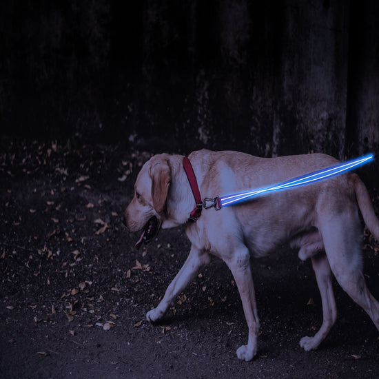 Blue LED Rechargeable Dog Leash