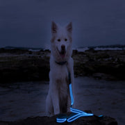 Blue LED Rechargeable Dog Leash