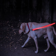 Red LED Rechargeable Dog Leash