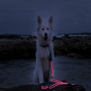 Pink LED Rechargeable Dog Leash