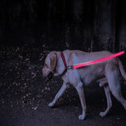 Blue LED Rechargeable Dog Leash