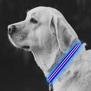 Medium Blue LED Rechargeable Dog Collar