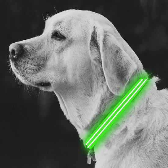 Large Green LED Rechargeable Dog Collar