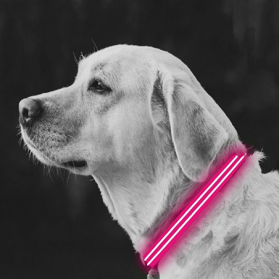 Small Pink LED Rechargeable Dog Collar