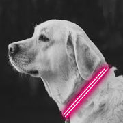 Medium Pink LED Rechargeable Dog Collar