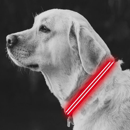 Medium Red LED Rechargeable Dog Collar